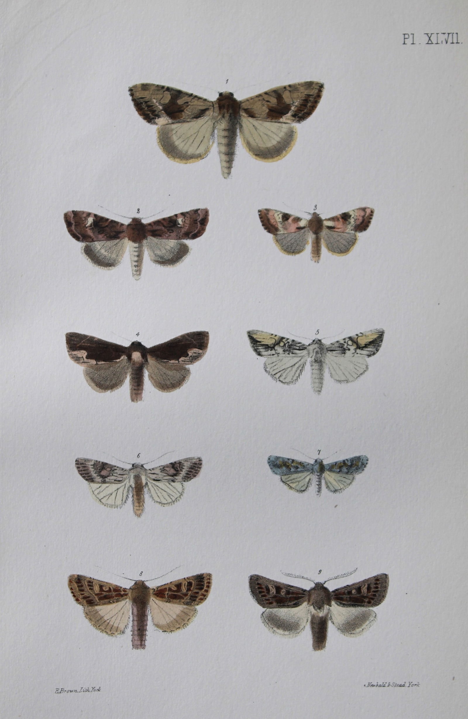 Rev. FO Morris - Print of British Moths 1872: This original hand coloured antique print is from ?A Natural History of British Moths by the Rev. F.O. Morris (published by Bell and Daldry, London 1872. The prints were produced by the process of pri
