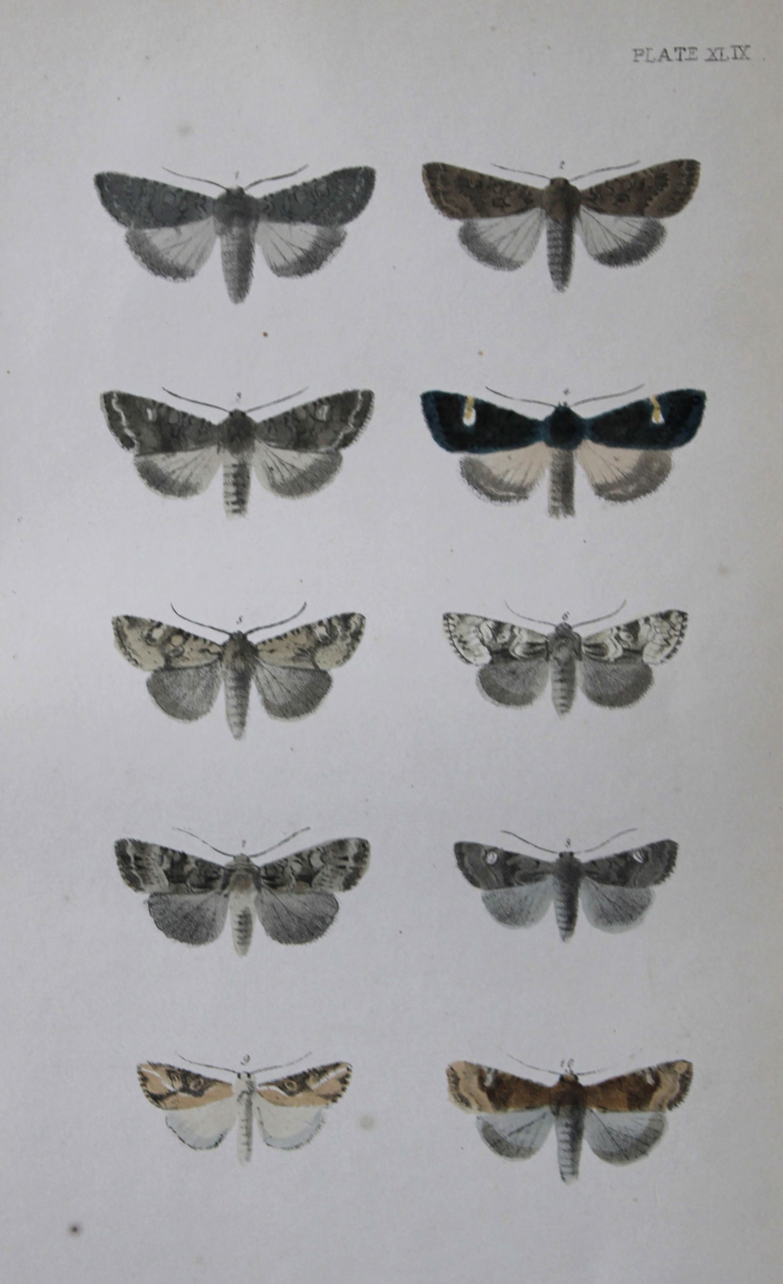 Rev. FO Morris - Print of British Moths 1872: This original hand coloured antique print is from ?A Natural History of British Moths by the Rev. F.O. Morris (published by Bell and Daldry, London 1872. The prints were produced by the process of pri