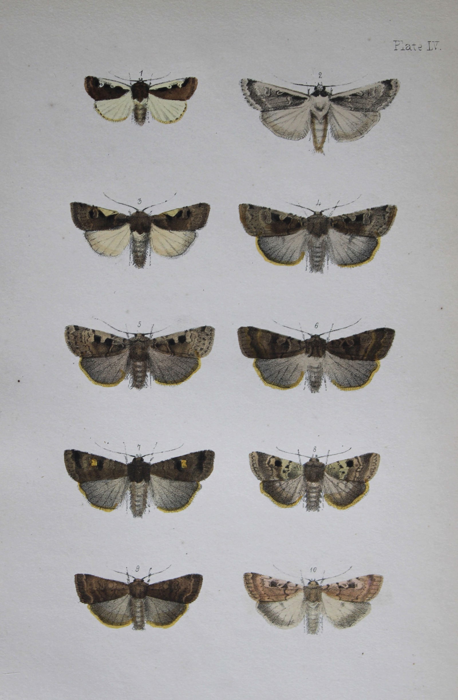 Rev. FO Morris - Print of British Moths 1872: This original hand coloured antique print is from ?A Natural History of British Moths by the Rev. F.O. Morris (published by Bell and Daldry, London 1872. The prints were produced by the process of pri
