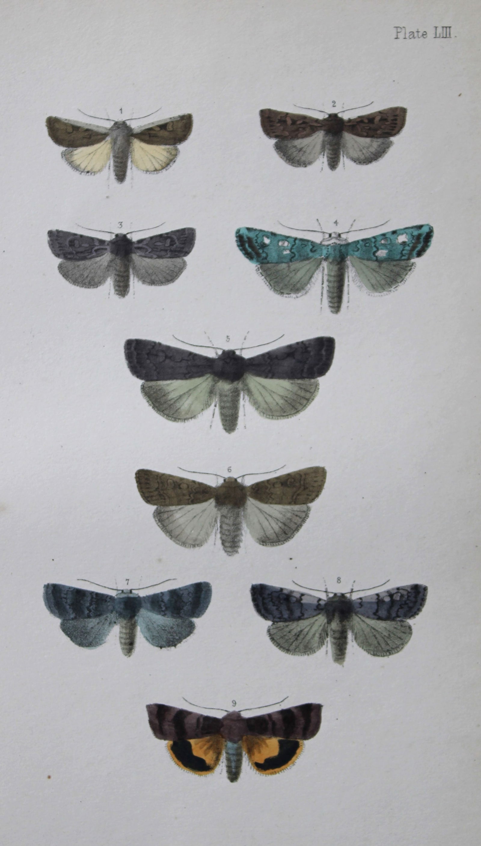 Rev. FO Morris - Print of British Moths 1872: This original hand coloured antique print is from ?A Natural History of British Moths by the Rev. F.O. Morris (published by Bell and Daldry, London 1872. The prints were produced by the process of pri