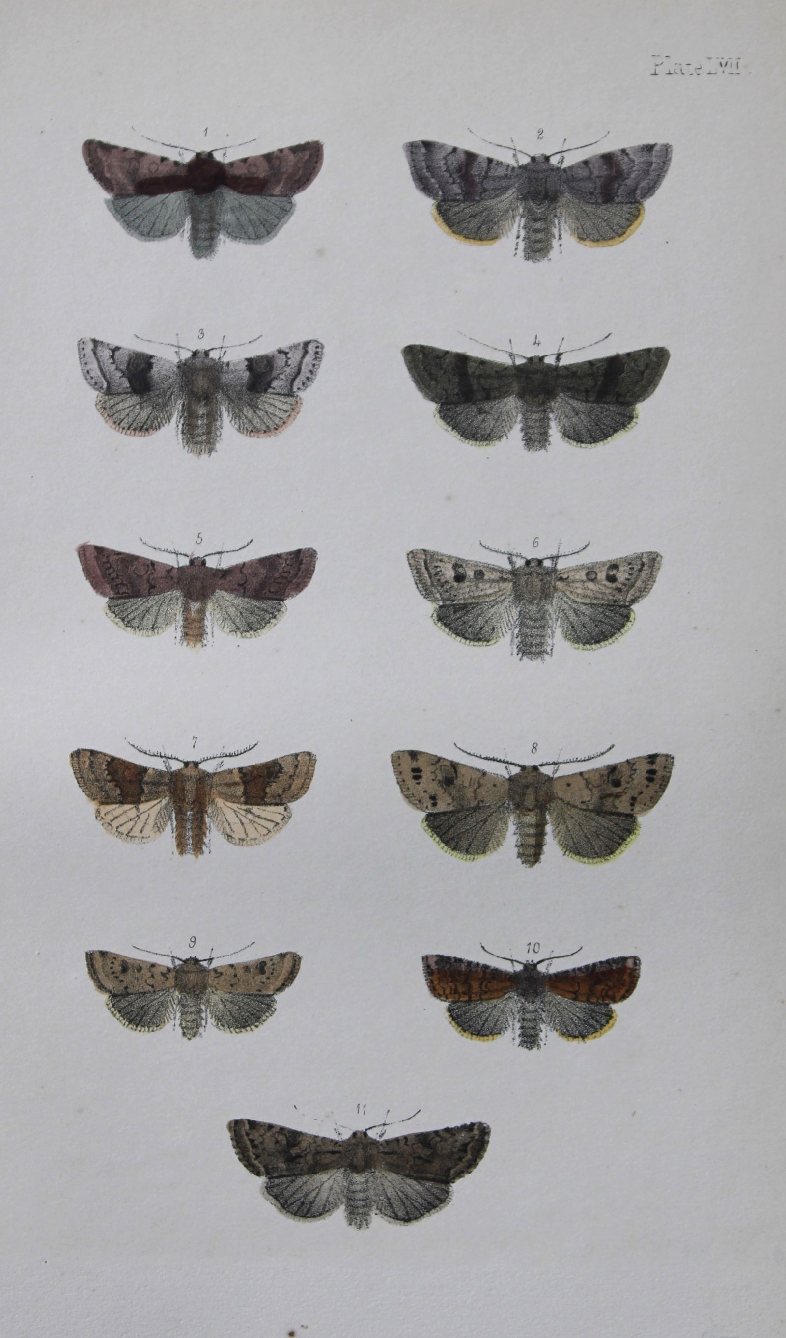 Rev. FO Morris - Print of British Moths 1872: This original hand coloured antique print is from ?A Natural History of British Moths by the Rev. F.O. Morris (published by Bell and Daldry, London 1872. The prints were produced by the process of pri
