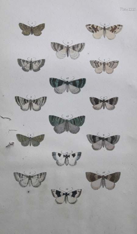 Rev. FO Morris - Print of British Moths 1872: This original hand coloured antique print is from ?A Natural History of British Moths by the Rev. F.O. Morris (published by Bell and Daldry, London 1872. The prints were produced by the process of pri