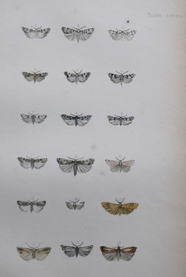 Rev. FO Morris - Print of British Moths 1872: This original hand coloured antique print is from ?A Natural History of British Moths by the Rev. F.O. Morris (published by Bell and Daldry, London 1872. The prints were produced by the process of pri