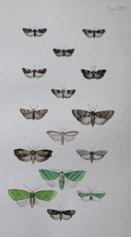 Rev. FO Morris - Print of British Moths 1872: This original hand coloured antique print is from ?A Natural History of British Moths by the Rev. F.O. Morris (published by Bell and Daldry, London 1872. The prints were produced by the process of pri