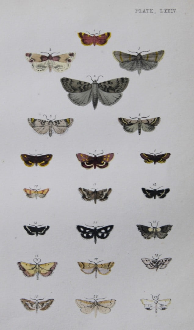 Rev. FO Morris - Print of British Moths 1872: This original hand coloured antique print is from ?A Natural History of British Moths by the Rev. F.O. Morris (published by Bell and Daldry, London 1872. The prints were produced by the process of pri