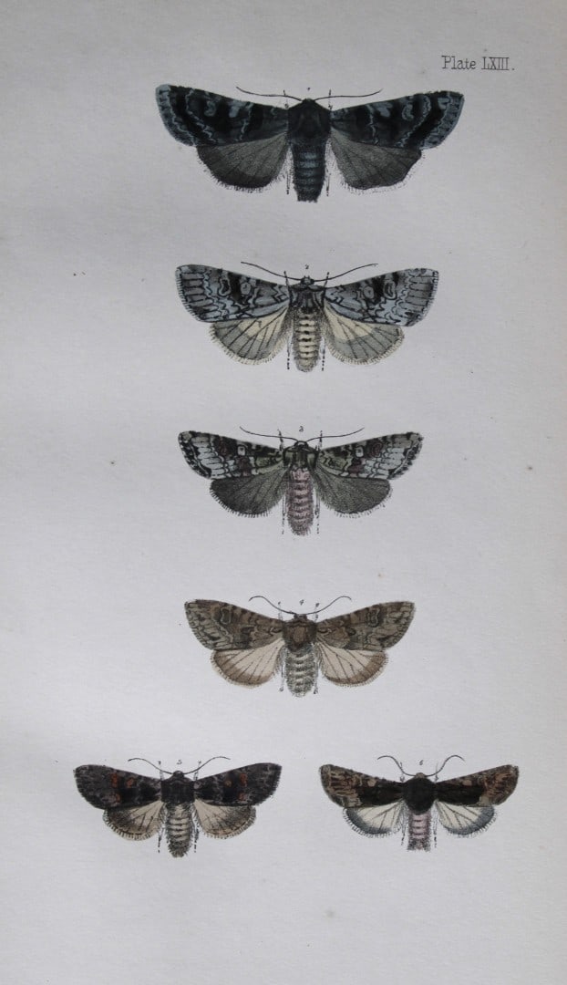 Rev. FO Morris - Print of British Moths 1872: This original hand coloured antique print is from ?A Natural History of British Moths by the Rev. F.O. Morris (published by Bell and Daldry, London 1872. The prints were produced by the process of pri