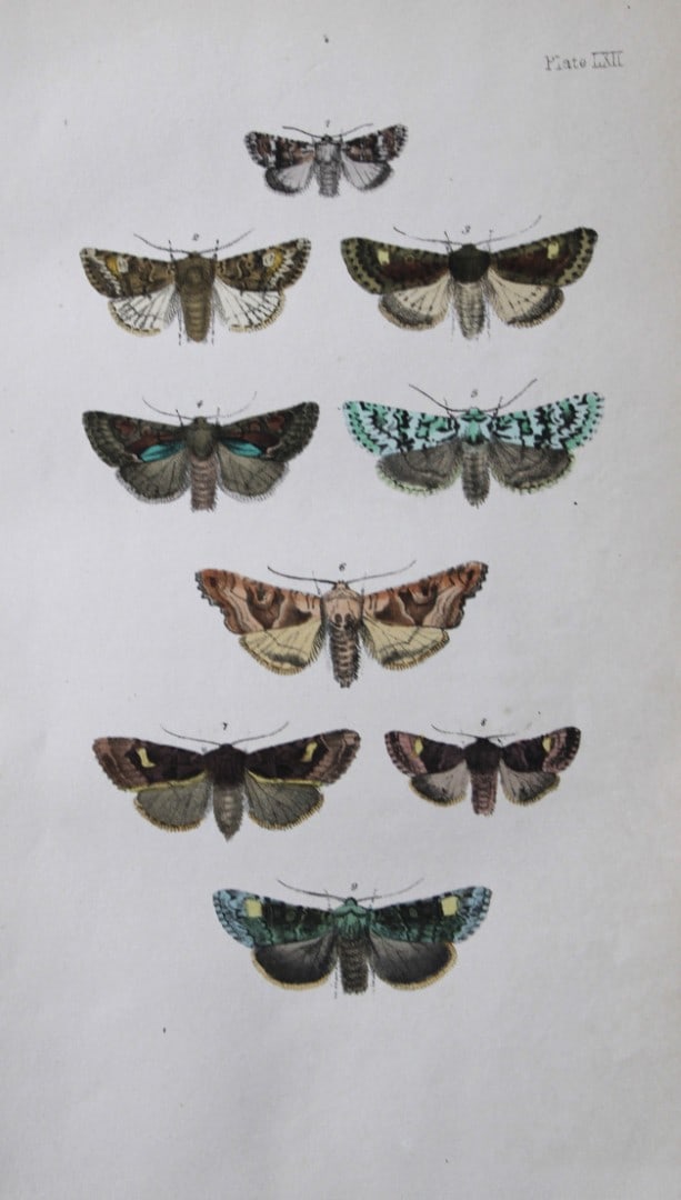 Rev. FO Morris - Print of British Moths 1872: This original hand coloured antique print is from ?A Natural History of British Moths by the Rev. F.O. Morris (published by Bell and Daldry, London 1872. The prints were produced by the process of pri