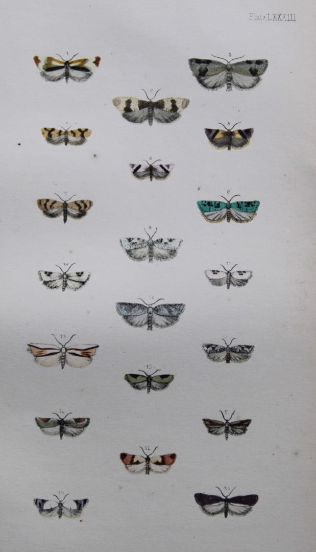 Rev. FO Morris - Print of British Moths 1872: This original hand coloured antique print is from ?A Natural History of British Moths by the Rev. F.O. Morris (published by Bell and Daldry, London 1872. The prints were produced by the process of pri