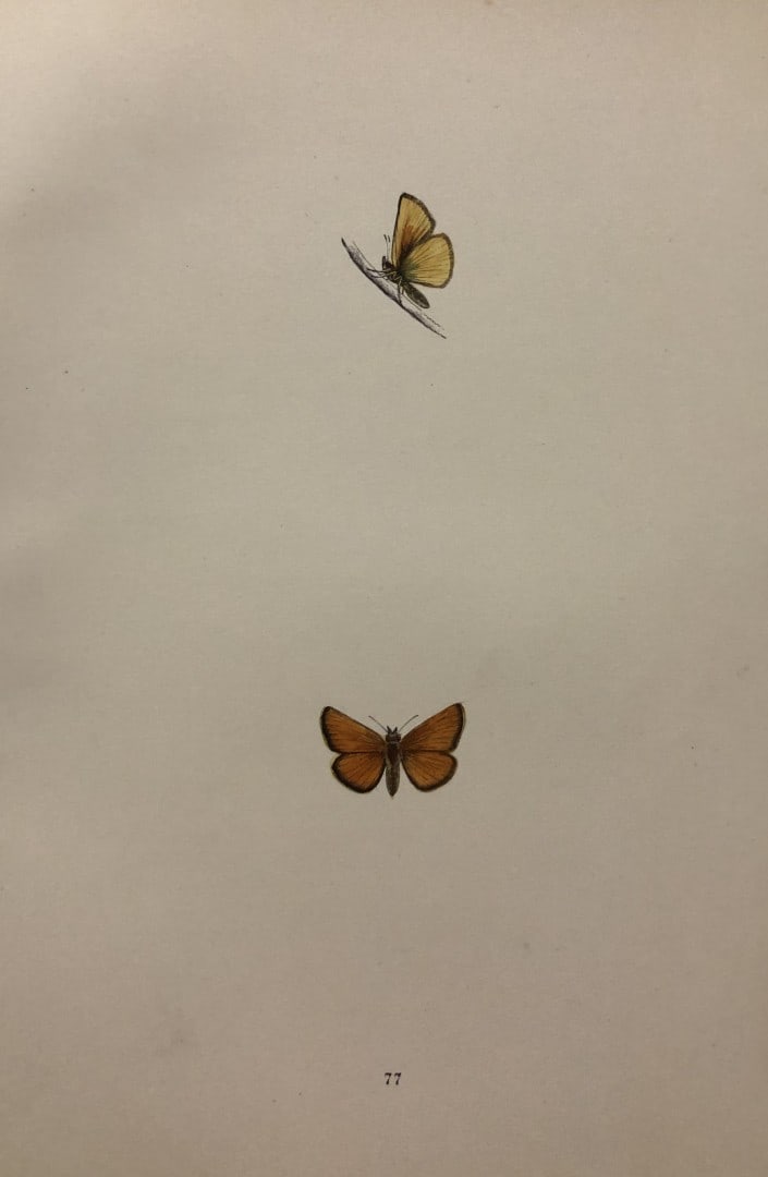 Rev. FO Morris -Print of British Butterflies 1895: This print is from A History of British Butterflies by Rev. FO Morris, published by John Nimmo, London 1895. The hand coloured plate shows a selection of butterflies from this authoritative work by Mo