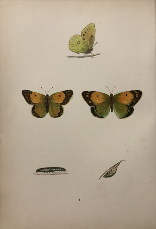 Rev. FO Morris -Print of British Butterflies 1895: This print is from A History of British Butterflies by Rev. FO Morris, published by John Nimmo, London 1895. The hand coloured plate shows a selection of butterflies from this authoritative work by Mo