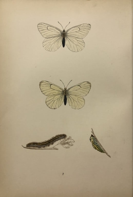 Rev. FO Morris -Print of British Butterflies 1895: This print is from A History of British Butterflies by Rev. FO Morris, published by John Nimmo, London 1895. The hand coloured plate shows a selection of butterflies from this authoritative work by Mo