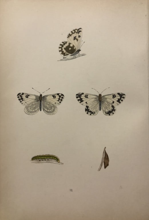 Rev. FO Morris -Print of British Butterflies 1895: This print is from A History of British Butterflies by Rev. FO Morris, published by John Nimmo, London 1895. The hand coloured plate shows a selection of butterflies from this authoritative work by Mo