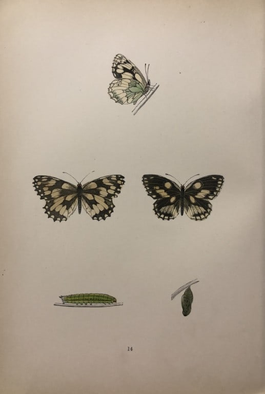Rev. FO Morris -Print of British Butterflies 1895: This print is from A History of British Butterflies by Rev. FO Morris, published by John Nimmo, London 1895. The hand coloured plate shows a selection of butterflies from this authoritative work by Mo