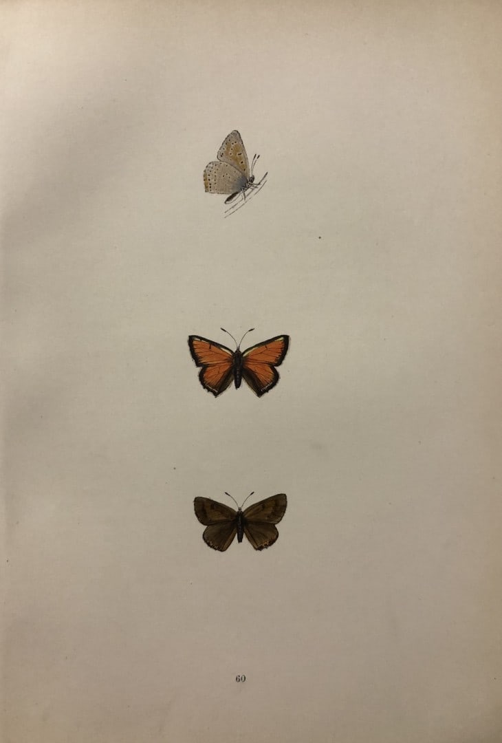 Rev. FO Morris -Print of British Butterflies 1895: This print is from A History of British Butterflies by Rev. FO Morris, published by John Nimmo, London 1895. The hand coloured plate shows a selection of butterflies from this authoritative work by Mo