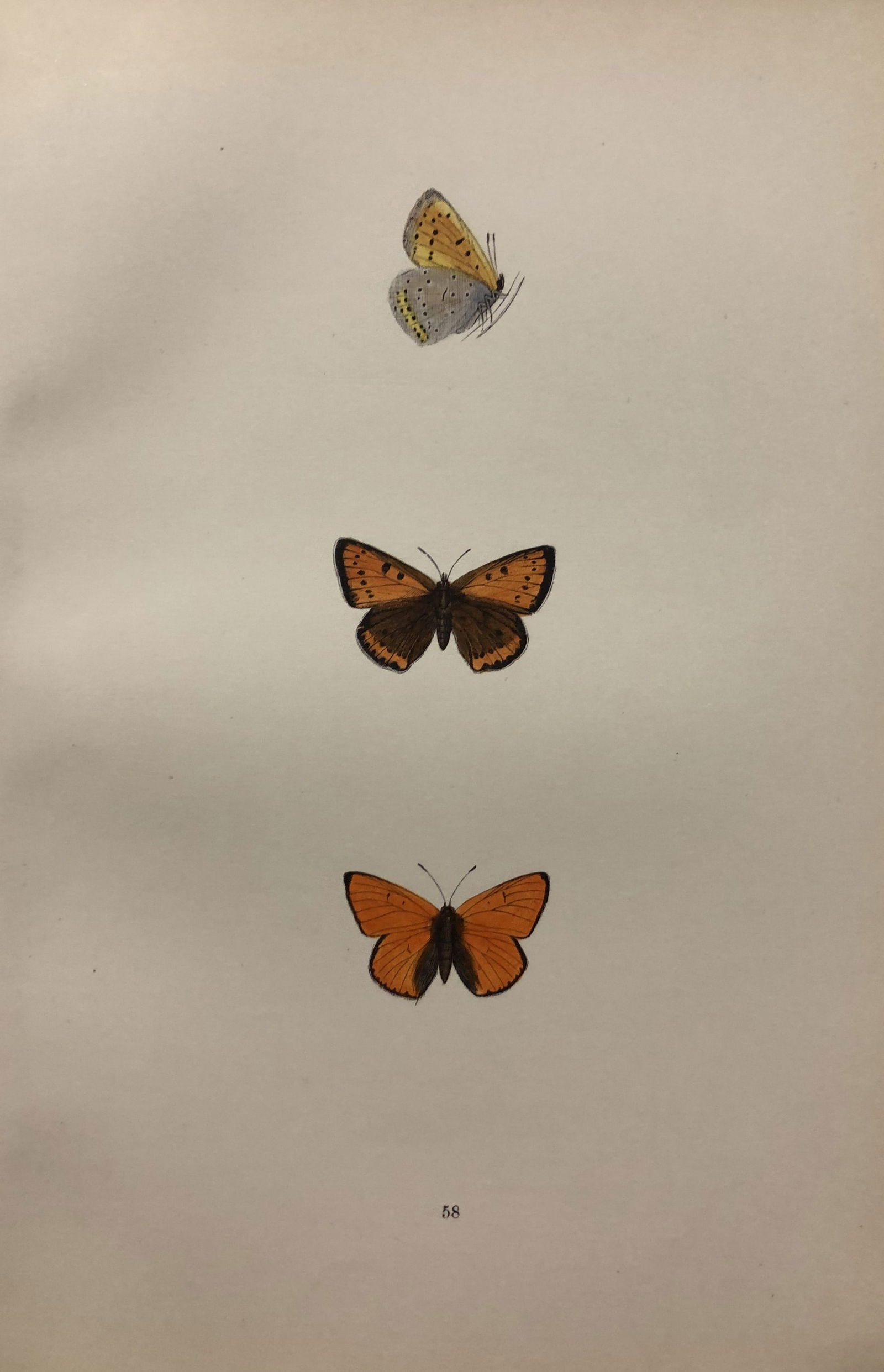 Rev. FO Morris -Print of British Butterflies 1895: This print is from A History of British Butterflies by Rev. FO Morris, published by John Nimmo, London 1895. The hand coloured plate shows a selection of butterflies from this authoritative work by Mo
