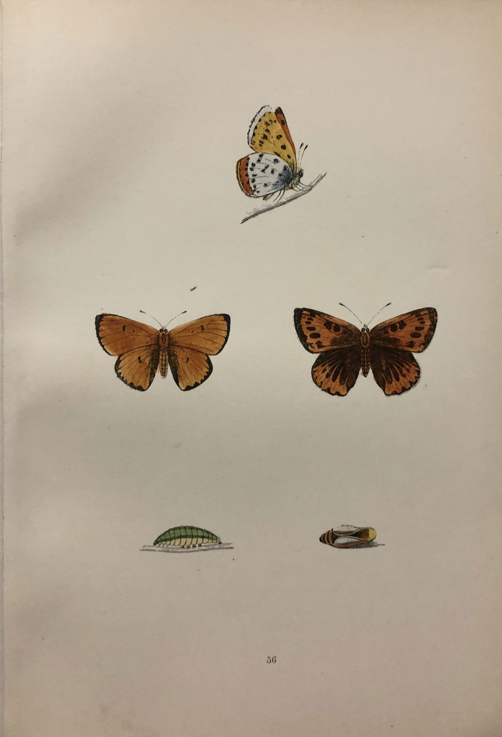 Rev. FO Morris -Print of British Butterflies 1895: This print is from A History of British Butterflies by Rev. FO Morris, published by John Nimmo, London 1895. The hand coloured plate shows a selection of butterflies from this authoritative work by Mo