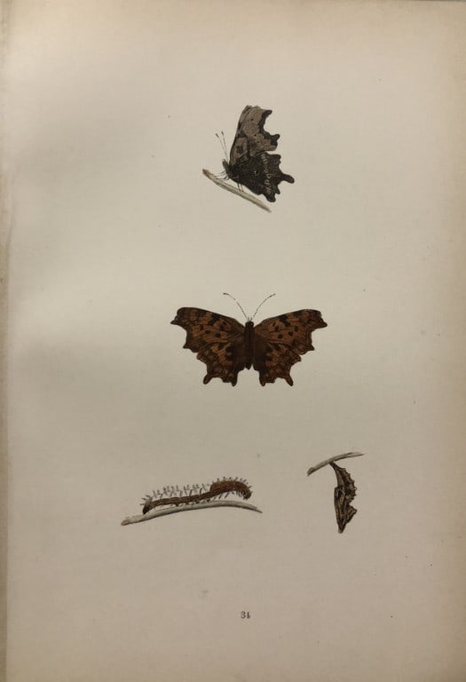 Rev. FO Morris -Print of British Butterflies 1895: This print is from A History of British Butterflies by Rev. FO Morris, published by John Nimmo, London 1895. The hand coloured plate shows a selection of butterflies from this authoritative work by Mo