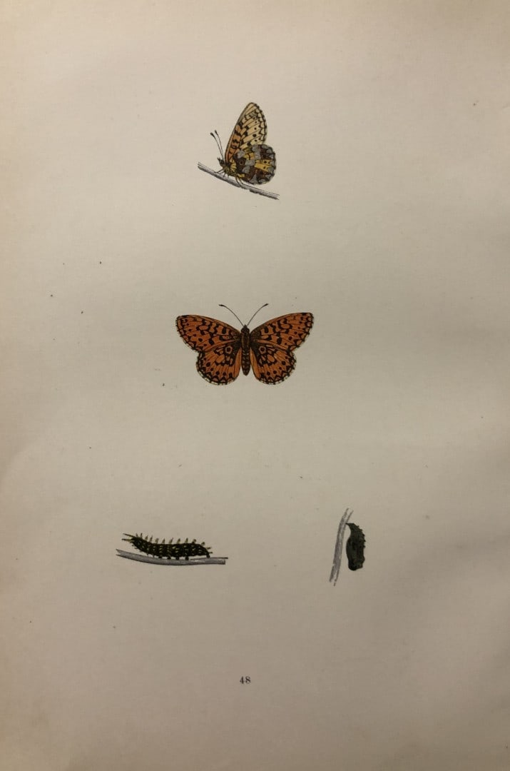 Rev. FO Morris -Print of British Butterflies 1895: This print is from A History of British Butterflies by Rev. FO Morris, published by John Nimmo, London 1895. The hand coloured plate shows a selection of butterflies from this authoritative work by Mo
