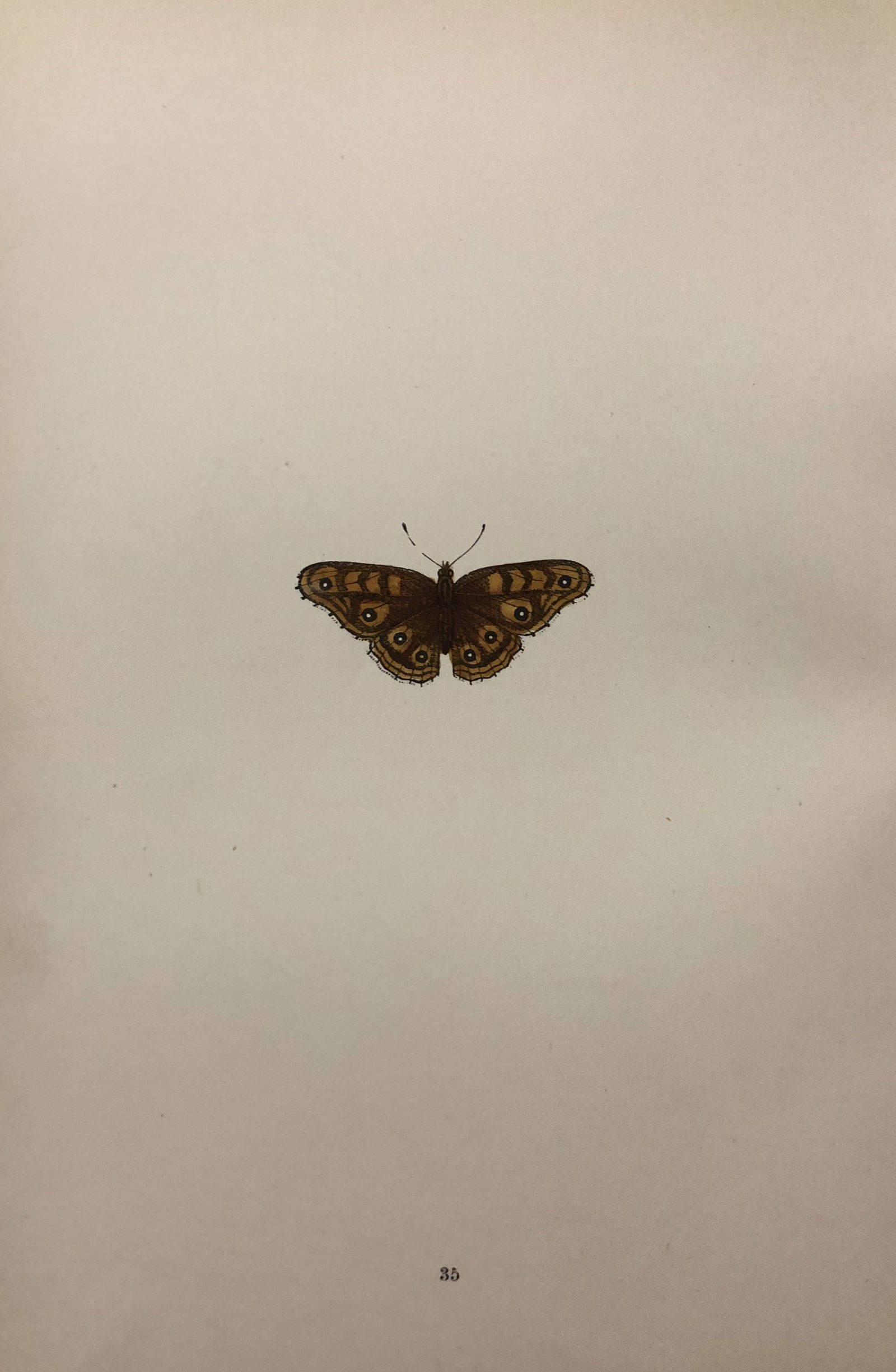 Rev. FO Morris -Print of British Butterflies 1895: This print is from A History of British Butterflies by Rev. FO Morris, published by John Nimmo, London 1895. The hand coloured plate shows a selection of butterflies from this authoritative work by Mo