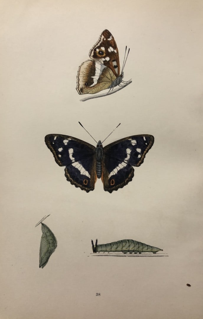 Rev. FO Morris -Print of British Butterflies 1895: This print is from A History of British Butterflies by Rev. FO Morris, published by John Nimmo, London 1895. The hand coloured plate shows a selection of butterflies from this authoritative work by Mo