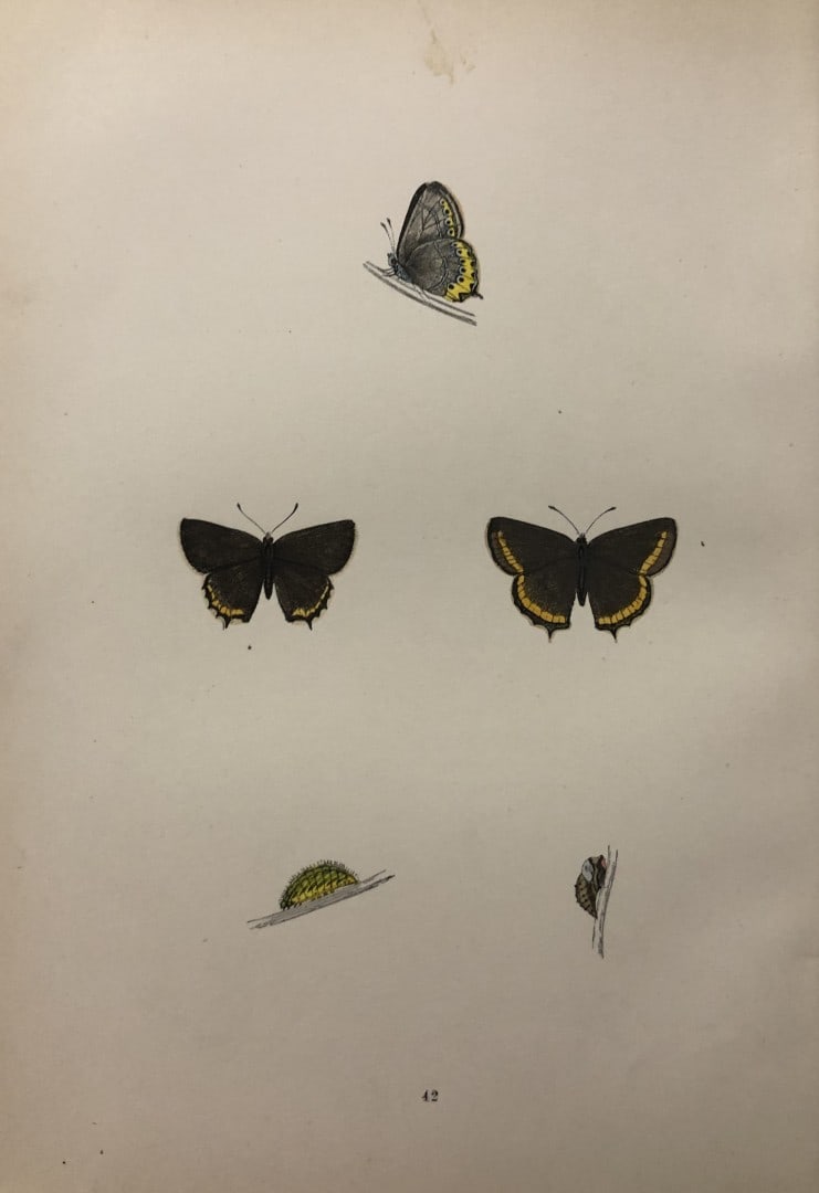 Rev. FO Morris -Print of British Butterflies 1895: This print is from A History of British Butterflies by Rev. FO Morris, published by John Nimmo, London 1895. The hand coloured plate shows a selection of butterflies from this authoritative work by Mo