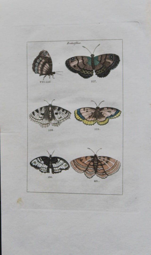 Buffon's Natural History - Hand coloured engraving of moths 1808: This original hand coloured copper plate engraving is from Buffon?s Natural History 1808.The hand colouring is original, and the paper is creamy white. It is in very good condition.Buffon was a French