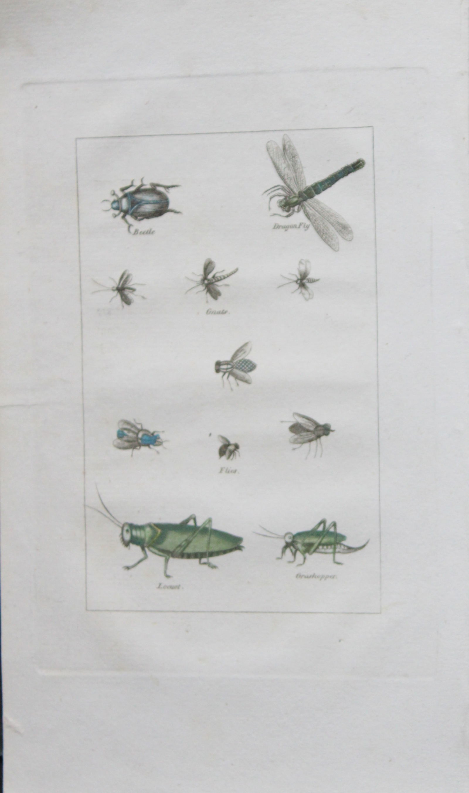 Buffon's Natural History - Hand coloured engraving of insects 1808: This original hand coloured copper plate engraving is from Buffon?s Natural History 1808.The hand colouring is original, and the paper is creamy white. It is in very good condition.Buffon was a French