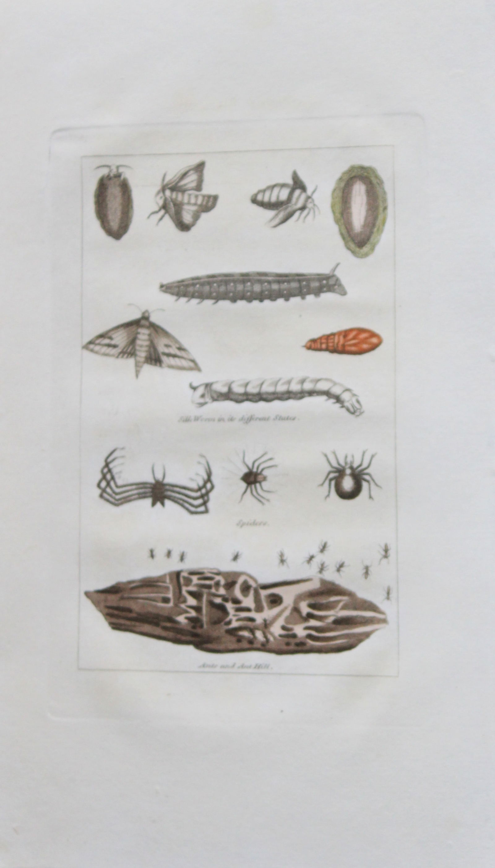 Buffon's Natural History - Hand coloured engraving of insects 1808: This original hand coloured copper plate engraving is from Buffon?s Natural History 1808.The hand colouring is original, and the paper is creamy white. It is in very good condition.Buffon was a French