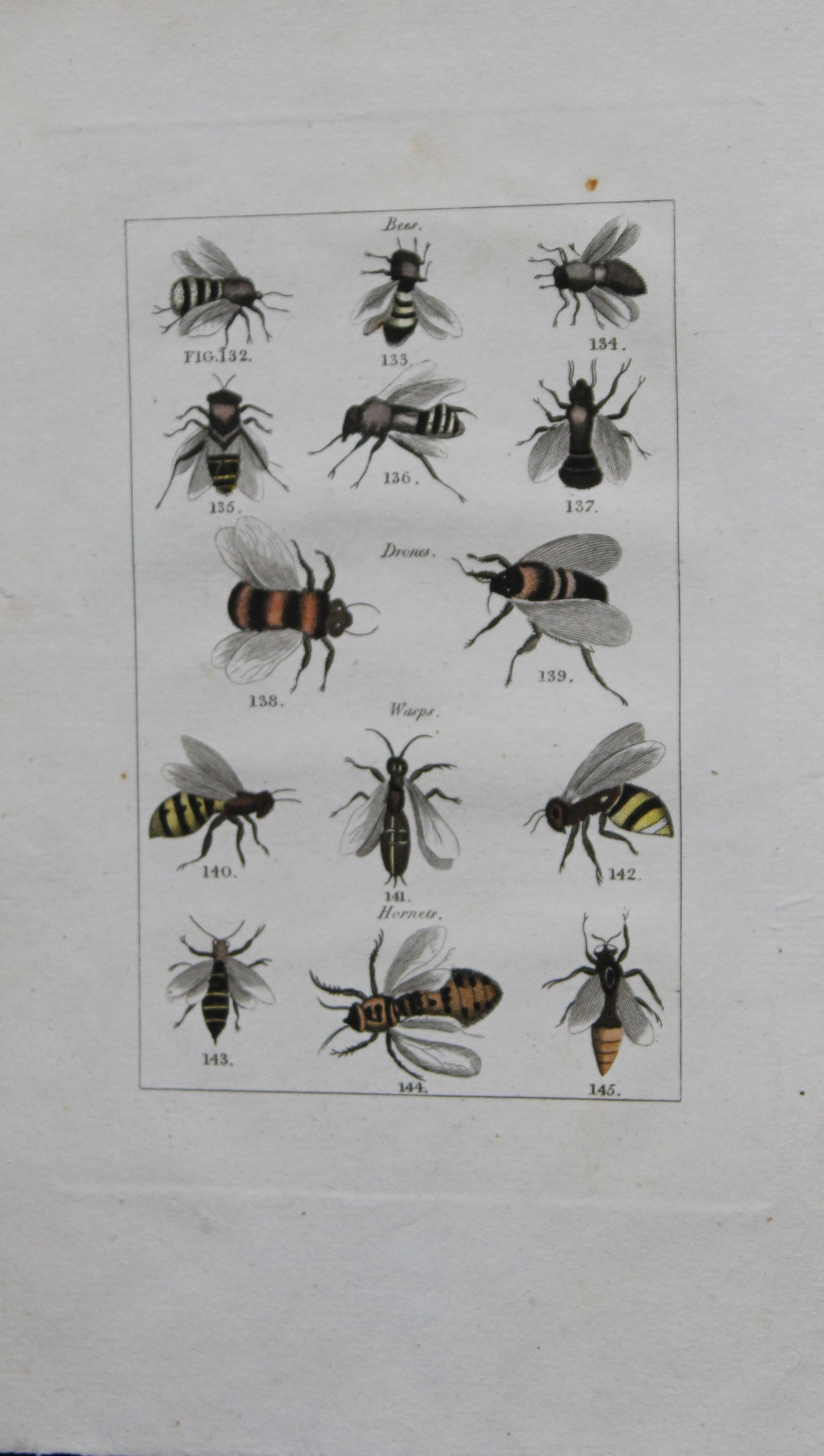 Buffon's Natural History - Hand coloured engraving of bees 1808: This original hand coloured copper plate engraving is from Buffon?s Natural History 1808.The hand colouring is original, and the paper is creamy white. It is in very good condition.Buffon was a French