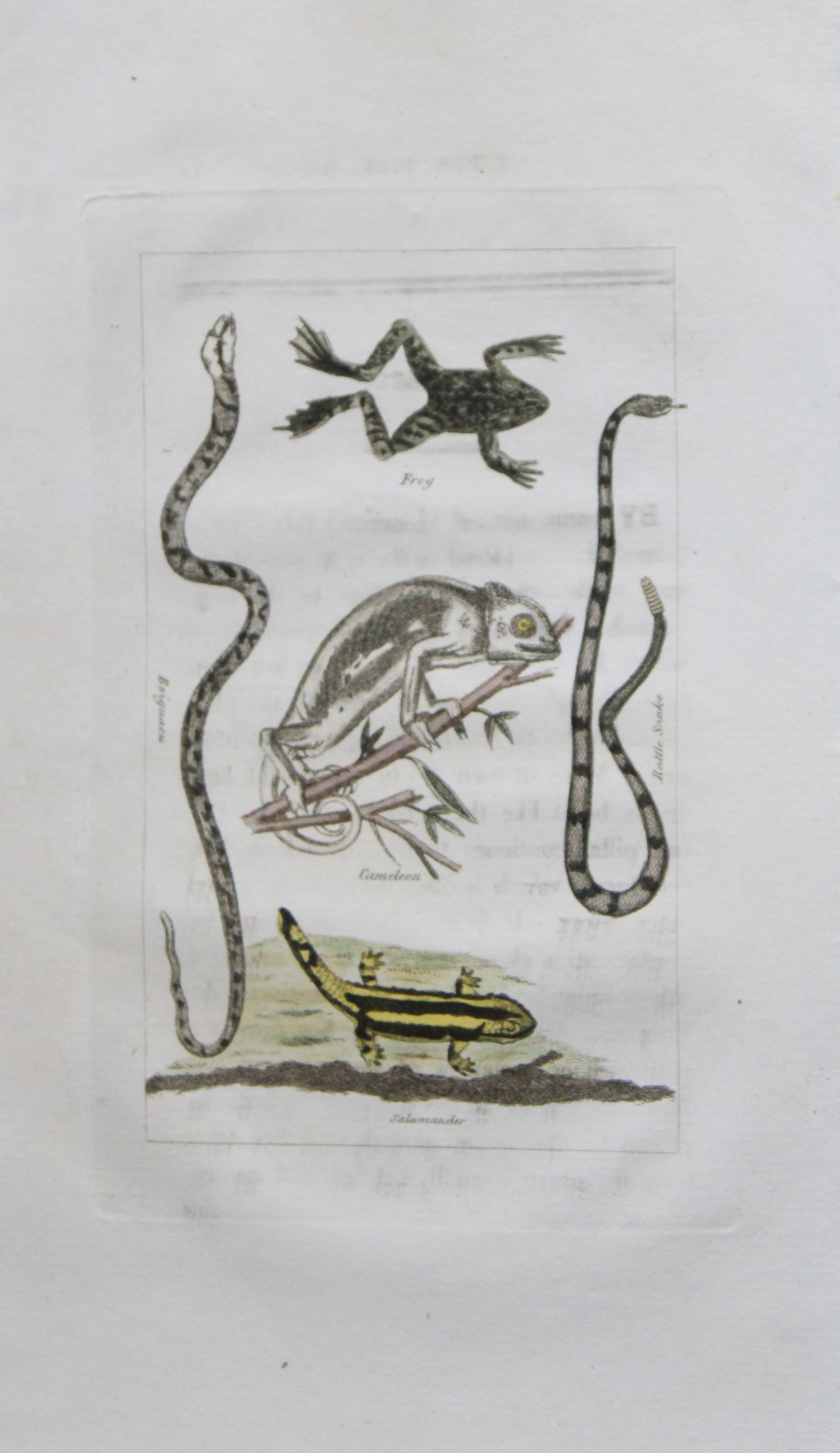 Buffon's Natural History - Hand coloured engraving of reptiles 1808: This original hand coloured copper plate engraving is from Buffon?s Natural History 1808.The hand colouring is original, and the paper is creamy white. It is in very good condition.Buffon was a French