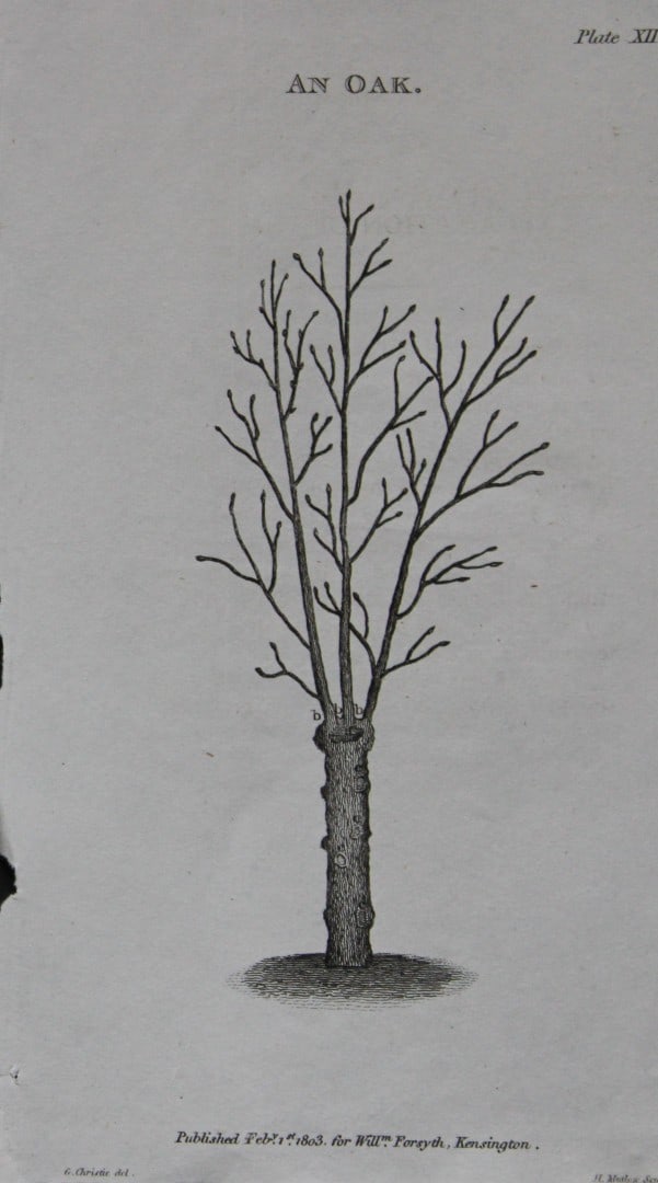 William Forsyth - Plate XII on the pruning and training of fruit trees 1803: This copper plate engraving is from A Treatise on the Culture and Management of Fruit Trees by William Forsyth. Published by Longman, Hurst, Rees, Orme and Brown, London 1818.Forsyth was gardener to H