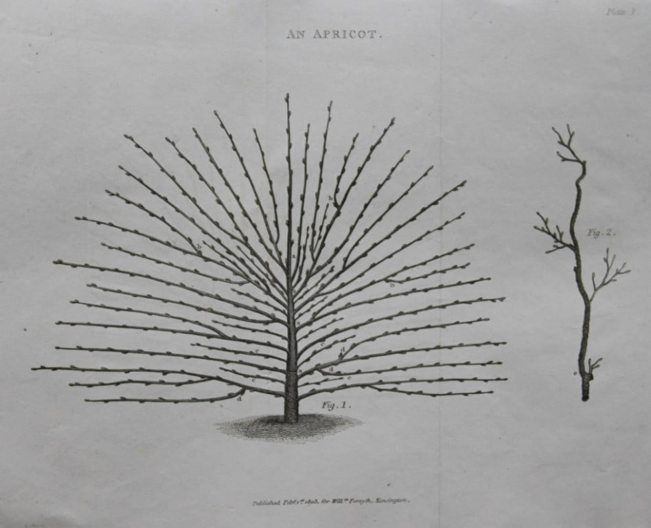 William Forsyth - Plate I on the pruning and training of fruit trees 1803: This copper plate engraving is from A Treatise on the Culture and Management of Fruit Trees by William Forsyth. Published by Longman, Hurst, Rees, Orme and Brown, London 1818.Forsyth was gardener to H