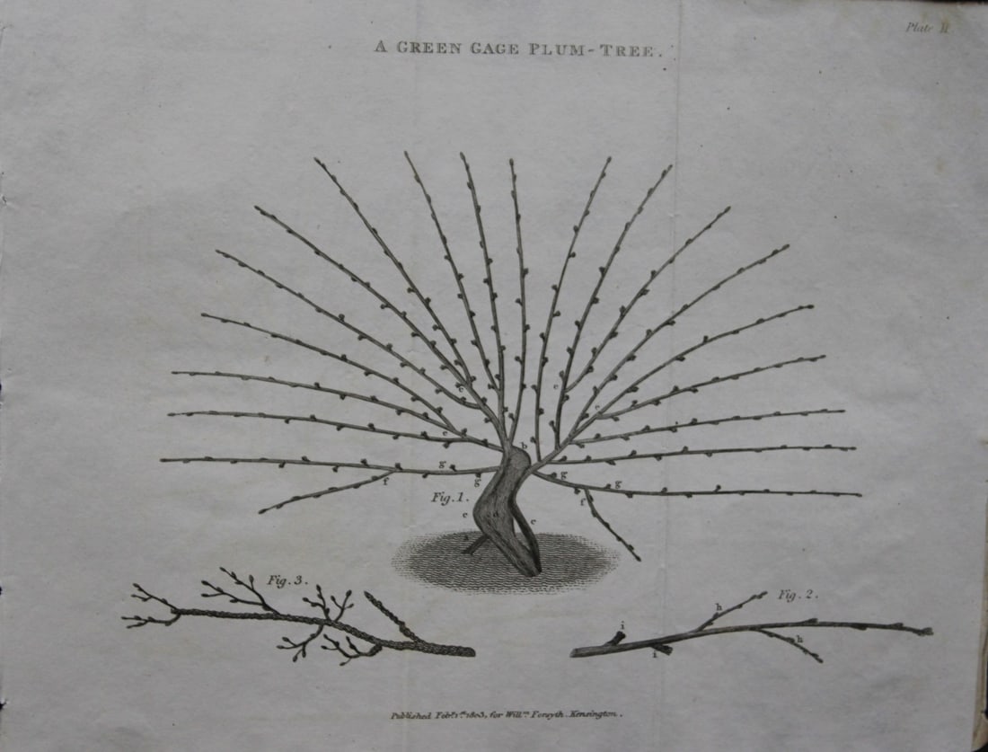 William Forsyth - Plate II on the pruning and training of fruit trees 1803: This copper plate engraving is from A Treatise on the Culture and Management of Fruit Trees by William Forsyth. Published by Longman, Hurst, Rees, Orme and Brown, London 1818.Forsyth was gardener to H