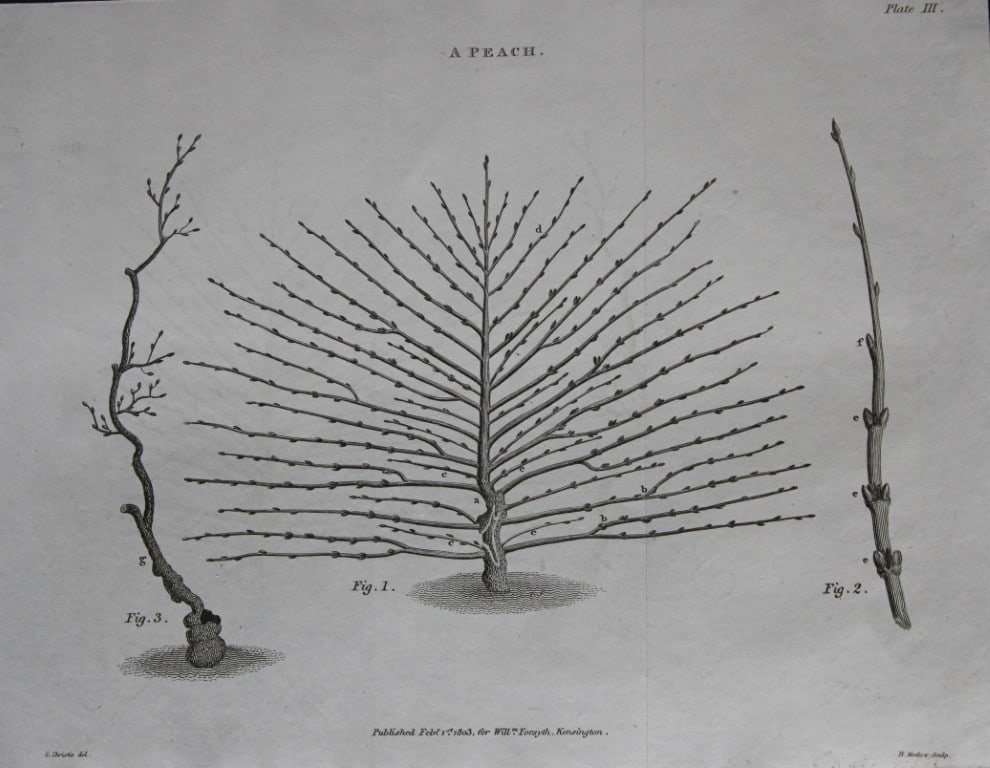 William Forsyth - Plate III on the pruning and training of fruit trees 1803: This copper plate engraving is from A Treatise on the Culture and Management of Fruit Trees by William Forsyth. Published by Longman, Hurst, Rees, Orme and Brown, London 1818.Forsyth was gardener to H