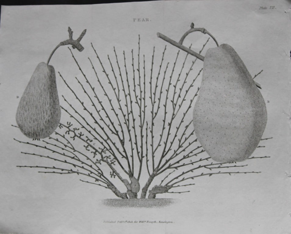 William Forsyth - Plate VII on the pruning and training of fruit trees 1803: This copper plate engraving is from A Treatise on the Culture and Management of Fruit Trees by William Forsyth. Published by Longman, Hurst, Rees, Orme and Brown, London 1818.Forsyth was gardener to H