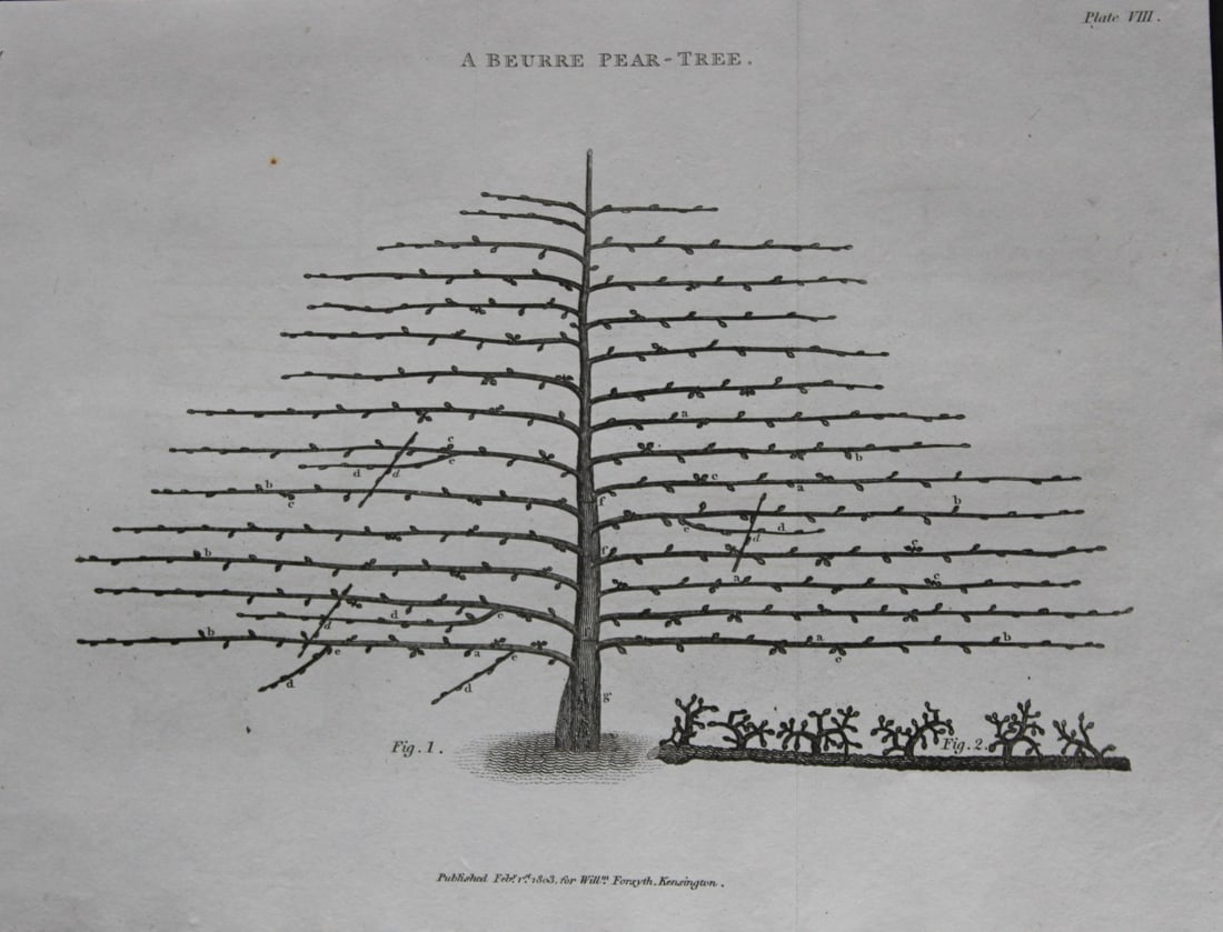 William Forsyth - Plate VIII on the pruning and training of fruit trees 1803: This copper plate engraving is from A Treatise on the Culture and Management of Fruit Trees by William Forsyth. Published by Longman, Hurst, Rees, Orme and Brown, London 1818.Forsyth was gardener to H