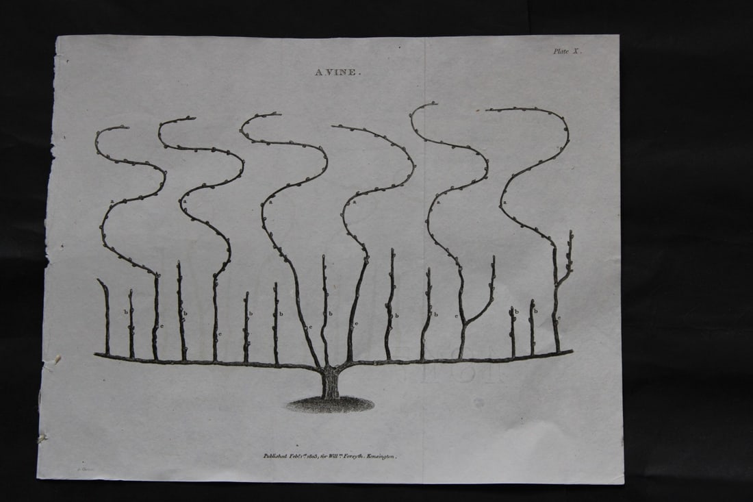 William Forsyth - Plate X on the pruning and training of fruit trees 1803: This copper plate engraving is from A Treatise on the Culture and Management of Fruit Trees by William Forsyth. Published by Longman, Hurst, Rees, Orme and Brown, London 1818.Forsyth was gardener to H