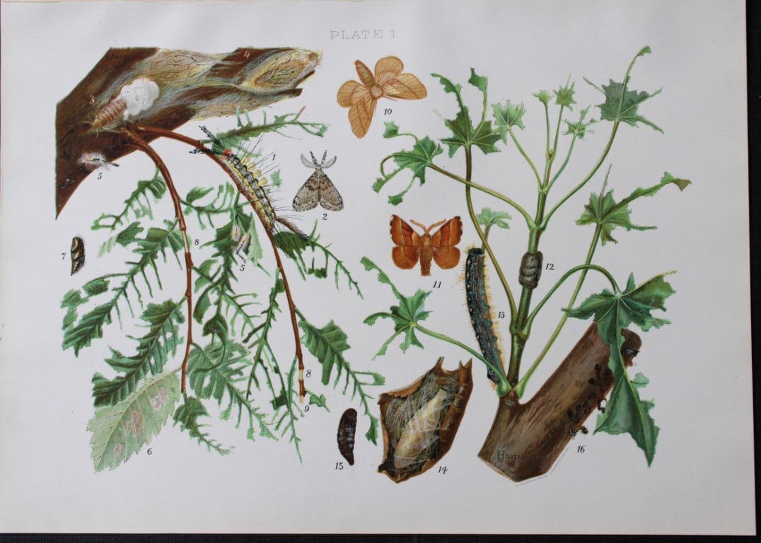 Louis Joutel - Comm. Of Fisheries etc of State of New York print 1898: This rare print is an original antique chromolithograph by Louis Hippolyte Joutel from the 1898 Fourth Annual Report of the Commissioners of Fisheries, Game and Forests of the State of New York, publi