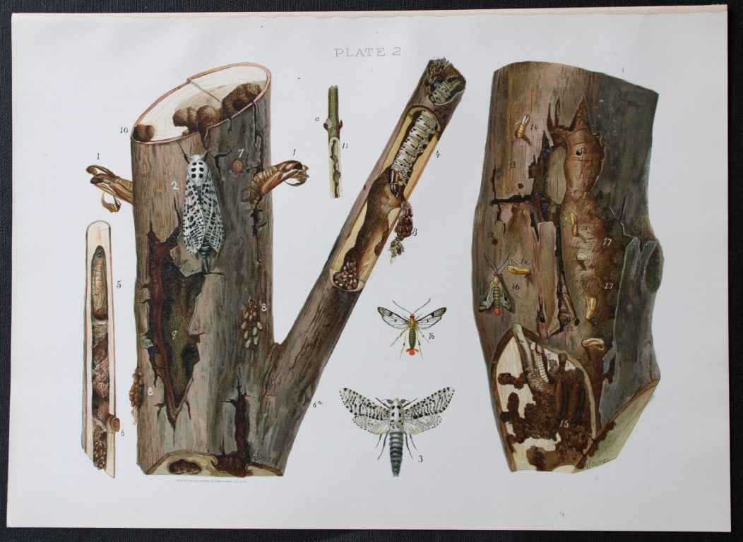 Louis Joutel - Comm. Of Fisheries etc of State of New York print 1898: This rare print is an original antique chromolithograph by Louis Hippolyte Joutel from the 1898 Fourth Annual Report of the Commissioners of Fisheries, Game and Forests of the State of New York, publi