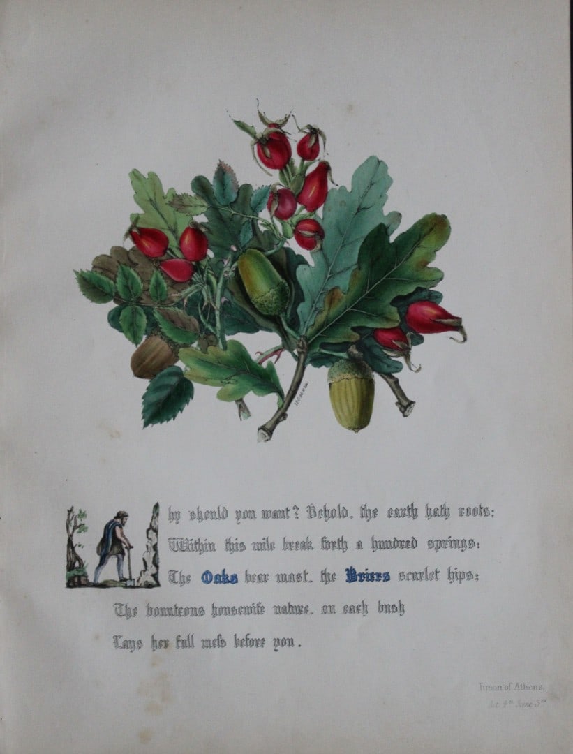 Jane E Giraud - Hand coloured print from Flowers of Shakespeare 1845: This original hand-coloured floral print is from The Flowers of Shakespeare by Jane Elizabeth Giraud, Published privately, Faversham, 1845. These prints are beautifully illustrated and are accompanied