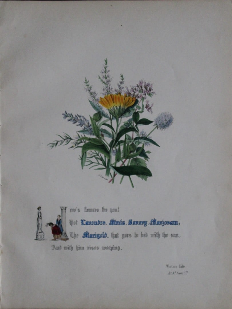 Jane E Giraud - Hand coloured print from Flowers of Shakespeare 1845: This original hand-coloured floral print is from The Flowers of Shakespeare by Jane Elizabeth Giraud, Published privately, Faversham, 1845. These prints are beautifully illustrated and are accompanied