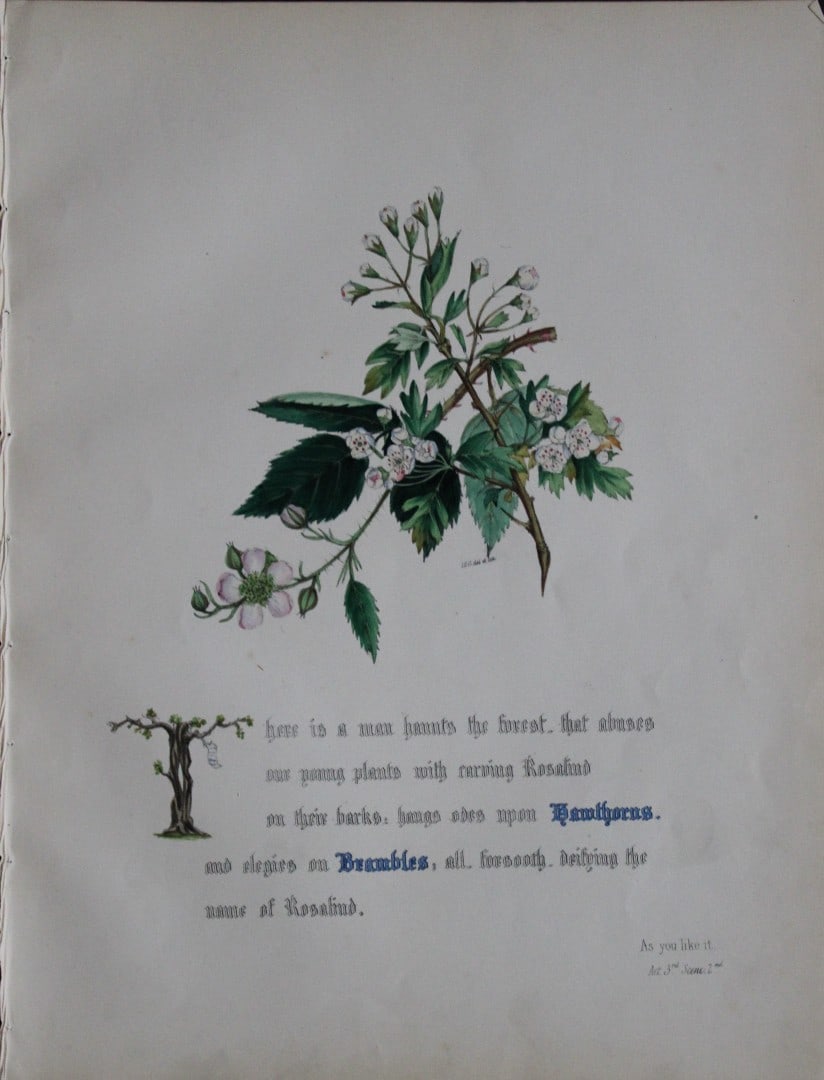 Jane E Giraud - Hand coloured print from Flowers of Shakespeare 1845: This original hand-coloured floral print is from The Flowers of Shakespeare by Jane Elizabeth Giraud, Published privately, Faversham, 1845. These prints are beautifully illustrated and are accompanied