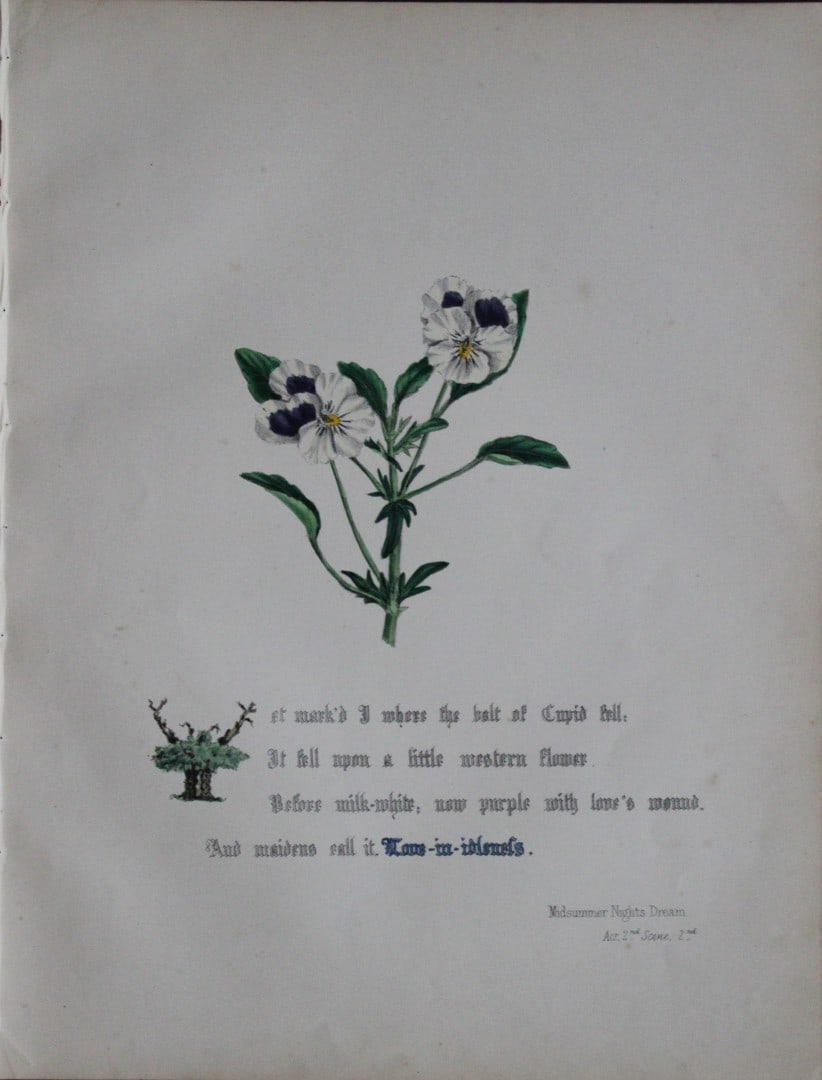 Jane E Giraud - Hand coloured print from Flowers of Shakespeare 1845: This original hand-coloured floral print is from The Flowers of Shakespeare by Jane Elizabeth Giraud, Published privately, Faversham, 1845. These prints are beautifully illustrated and are accompanied