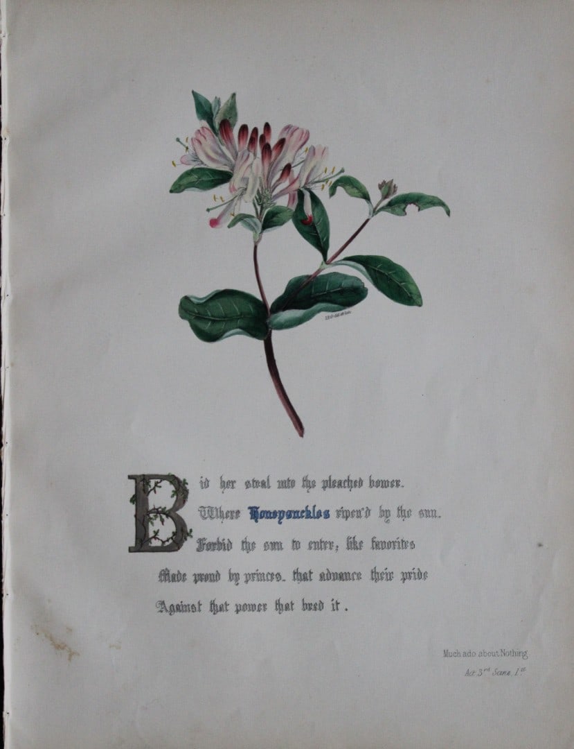 Jane E Giraud - Hand coloured print from Flowers of Shakespeare 1845: This original hand-coloured floral print is from The Flowers of Shakespeare by Jane Elizabeth Giraud, Published privately, Faversham, 1845. These prints are beautifully illustrated and are accompanied
