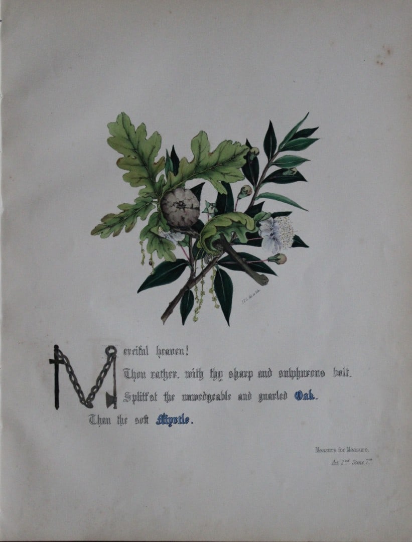 Jane E Giraud - Hand coloured print from Flowers of Shakespeare 1845: This original hand-coloured floral print is from The Flowers of Shakespeare by Jane Elizabeth Giraud, Published privately, Faversham, 1845. These prints are beautifully illustrated and are accompanied