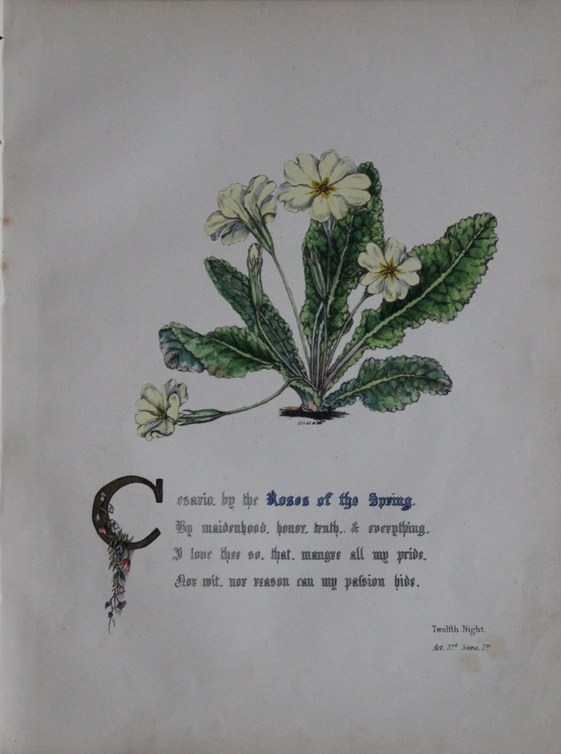 Jane E Giraud - Hand coloured print from Flowers of Shakespeare 1845: This original hand-coloured floral print is from The Flowers of Shakespeare by Jane Elizabeth Giraud, Published privately, Faversham, 1845. These prints are beautifully illustrated and are accompanied