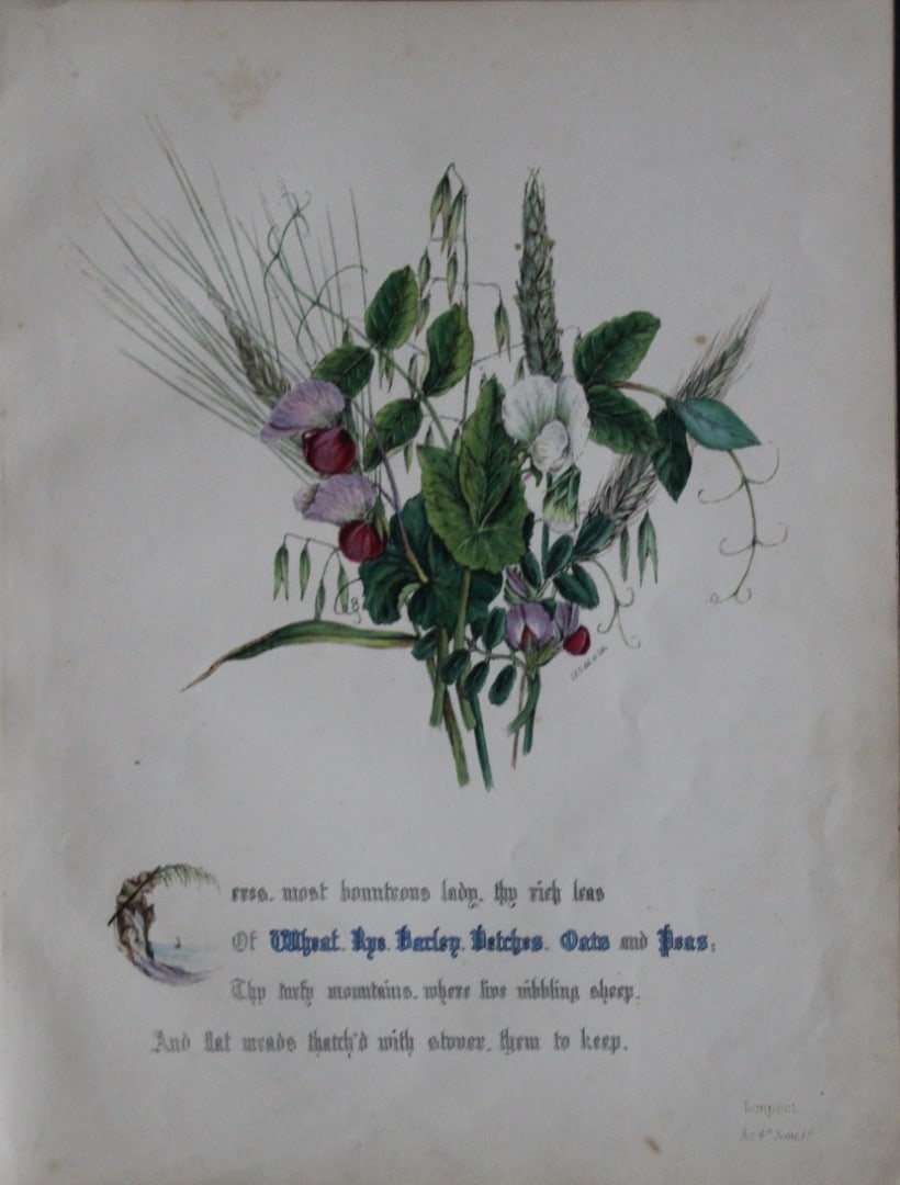 Jane E Giraud - Hand coloured print from Flowers of Shakespeare 1845: This original hand-coloured floral print is from The Flowers of Shakespeare by Jane Elizabeth Giraud, Published privately, Faversham, 1845. These prints are beautifully illustrated and are accompanied