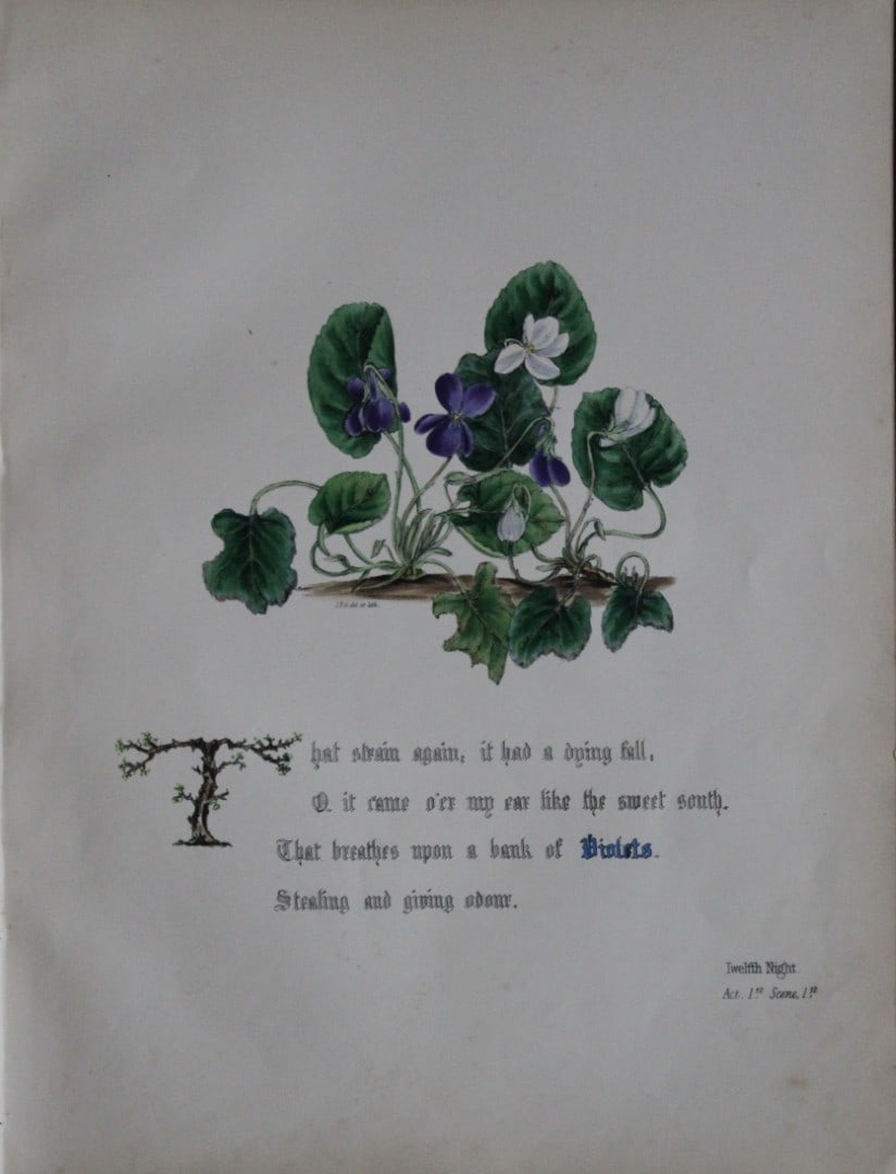 Jane E Giraud - Hand coloured print from Flowers of Shakespeare 1845: This original hand-coloured floral print is from The Flowers of Shakespeare by Jane Elizabeth Giraud, Published privately, Faversham, 1845. These prints are beautifully illustrated and are accompanied