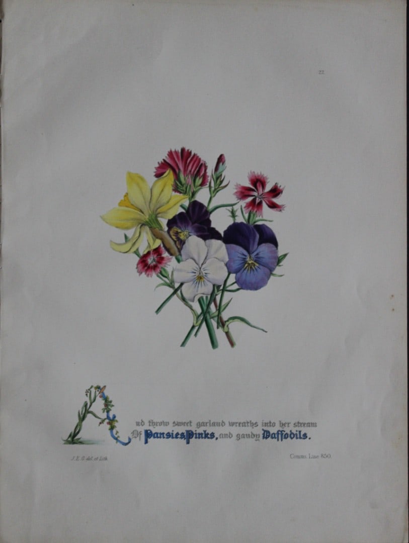Jane E Giraud - Hand coloured print from Flowers of Milton 1846: This original hand coloured print of is from The Flowers of Milton by Jane Elizabeth Giraud, Published privately, Faversham, 1846. This print is beautifully illustrated and is accompanied with the ill
