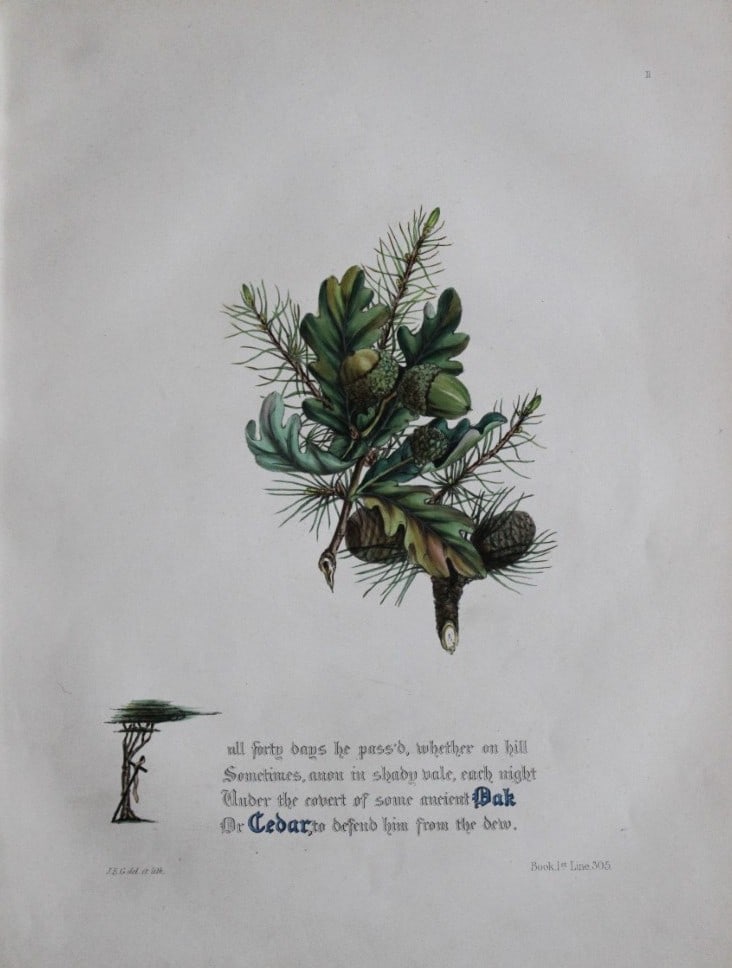 Jane E Giraud - Hand coloured print from Flowers of Milton 1846: This original hand coloured print of is from The Flowers of Milton by Jane Elizabeth Giraud, Published privately, Faversham, 1846. This print is beautifully illustrated and is accompanied with the ill